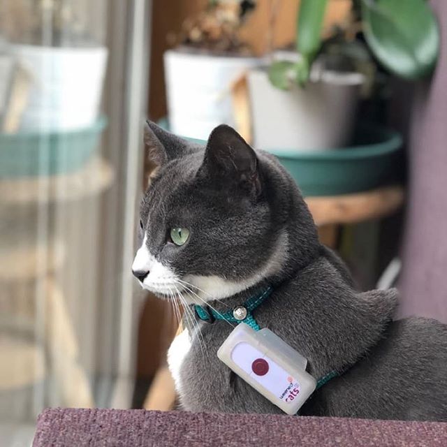 Weenect localizzatore GPS per gatti